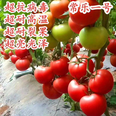 抗病毒耐热大粉番茄种子番茄苗