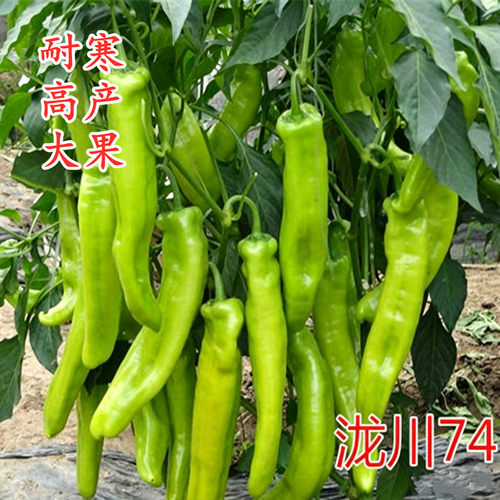 大果耐低温抗病四季泷川辣椒种子