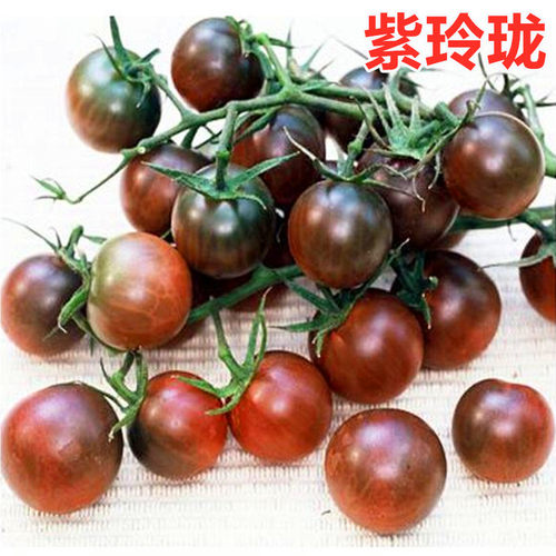 甜度高紫玲珑番茄种子