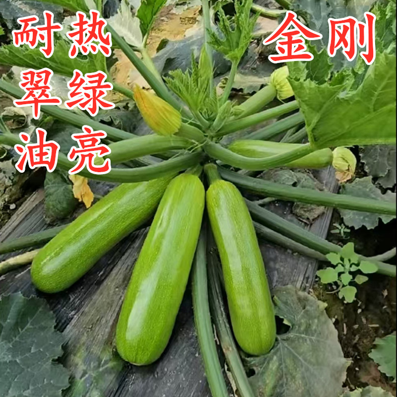 西葫芦种子角瓜茭瓜种籽四季高产蔬菜种籽蔬菜苗耐热油亮翠绿金刚