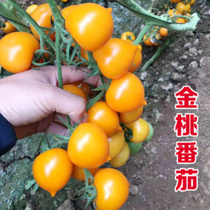 黄色春桃小番茄种籽串收金桃圣女果种籽特色蔬菜种籽阳台庭院金桃