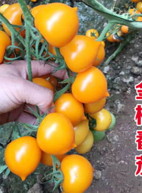 黄色春桃小番茄种籽串收金桃圣女果种籽特色蔬菜种籽阳台庭院金桃
