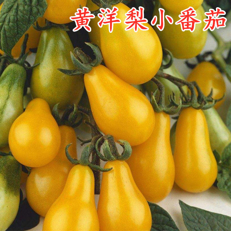 番茄种子西红柿种籽特色樱桃番茄圣女果花生番茄甜度高包邮黄洋梨,农用物资,蔬菜种子/种苗,淘宝优惠券,粉丝福利购,淘宝优惠卷