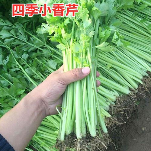 四季小香芹种子山芹种籽实心芹菜小芹菜四季蔬菜大面积高产包邮
