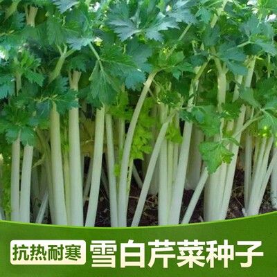 白芹菜种子 特色白杆芹菜种籽香芹小芹菜蔬菜家庭盆栽大面积包邮