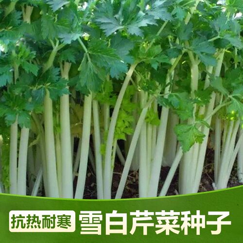 白芹菜种子 特色白杆芹菜种籽香芹小芹菜蔬菜家庭盆栽大面积包邮