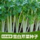 包邮 白芹菜种子 特色白杆芹菜种籽香芹小芹菜蔬菜家庭盆栽大面积