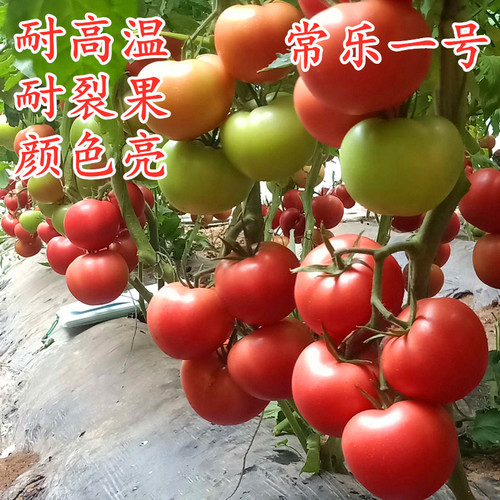 抗病毒耐热大粉番茄种子番茄苗