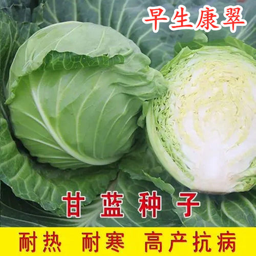 黄心甘蓝包心菜种子种苗