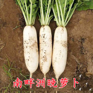 南畔洲晚萝卜种子九斤王大白萝卜种籽春不老晚熟白玉水果蔬菜包邮