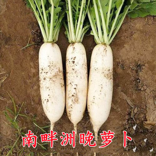 春不老南畔洲晚萝卜九斤王