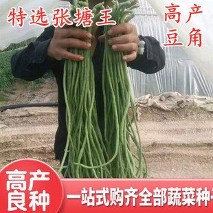 豆角种子长豇豆种籽绿白条顺直不鼓豆油豆架豆蔬菜种特选张塘王