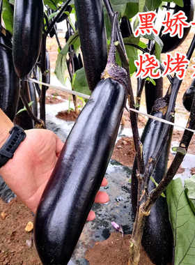烧烤茄子种子紫黑色紫把紫萼茄子嫁接苗高产抗病庭院嫁接茄子苗