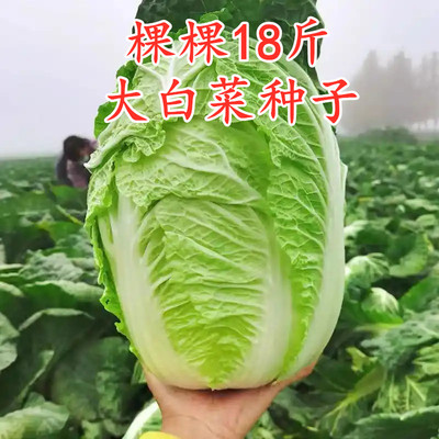 白菜种子黄芯大白菜种籽大全秋播冬储庭院大田蔬菜种籽棵棵18斤