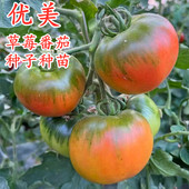 草莓番茄种子东北铁皮绿腚口感水果西红柿种籽苗子种苗秧苗子优美