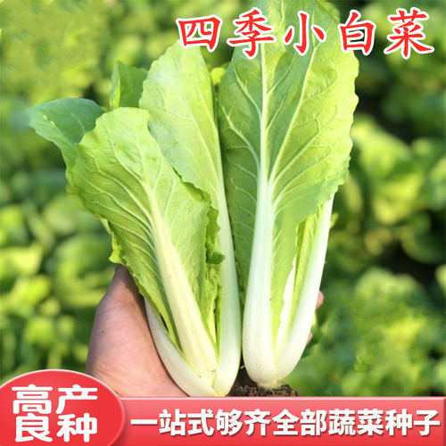小白菜种子四季白帮白菜种籽青菜蔬菜四季叶菜庭院阳台大面积包邮