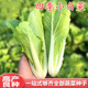 包邮 叶菜庭院阳台大面积 白帮白菜种籽青菜蔬菜四季 小白菜种子四季