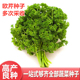 欧芹种子摩西香芹种籽法香香草洋香菜芹菜芫荽西芹早熟抗病 包邮