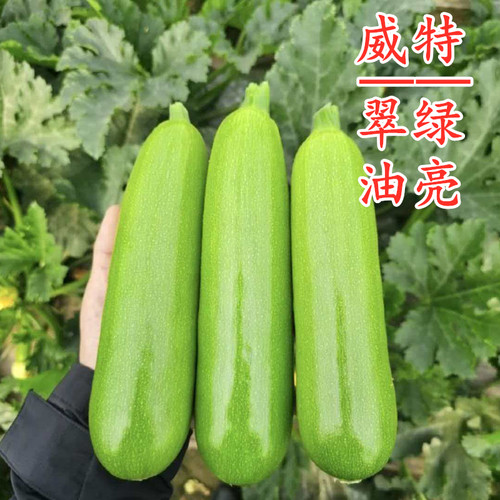 威特西葫芦种子茭瓜角瓜种籽耐寒耐热油亮翠绿顺直高产蔬菜种籽