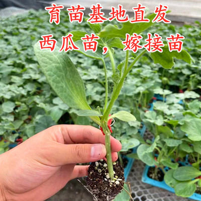 嫁接西瓜苗四季8424甜王红玉