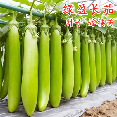 绿色青色长茄种子嫁接苗