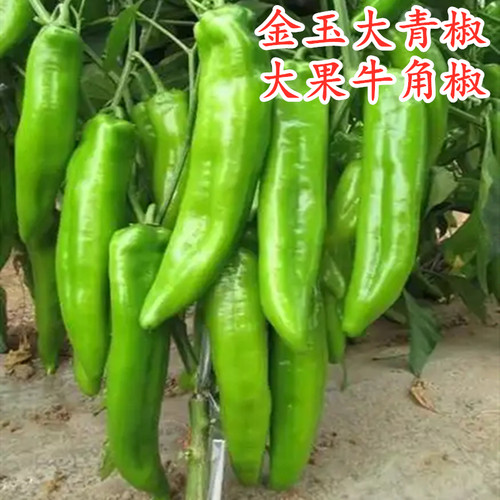 早熟牛角椒种子高产辣椒