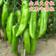 包邮 牛角椒种子辣椒苗薄皮青椒种籽大果尖椒辣椒四季 蔬菜早熟高产
