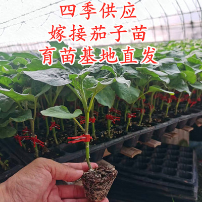 高品质四季高产嫁接茄子苗