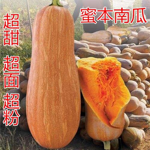 早熟甜蜜秘本粉糯包邮南瓜种子