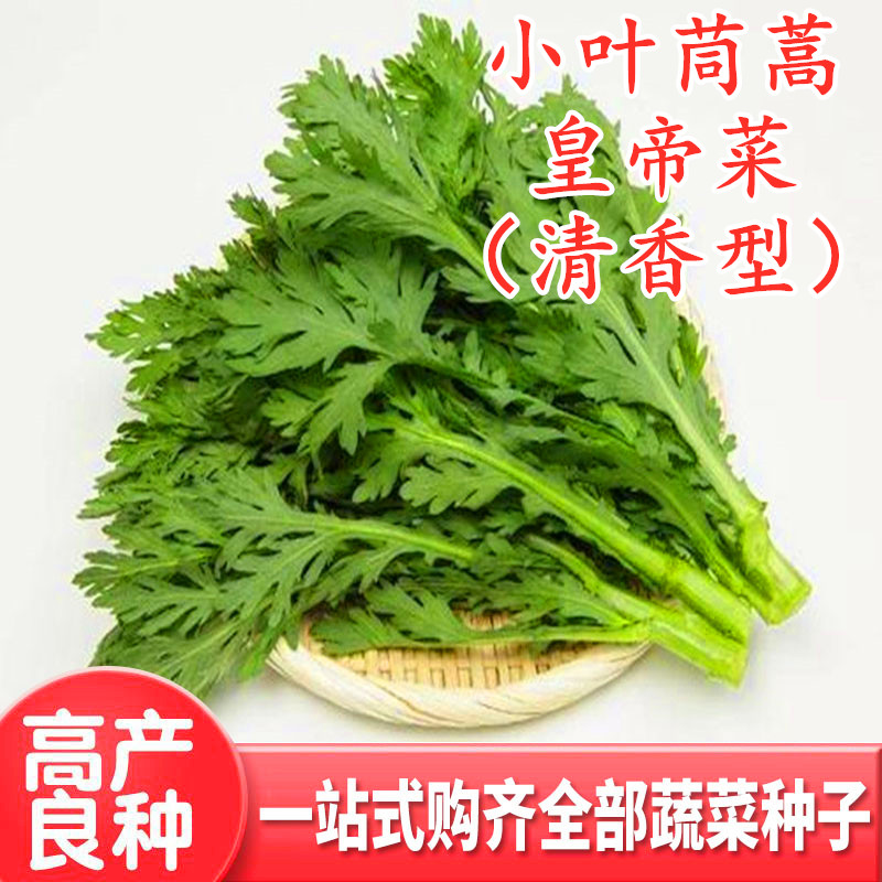 小叶茼蒿种子皇帝菜种籽光杆蔬菜多次采收庭院阳台四季高产包邮 农用物资 蔬菜种子 原图主图