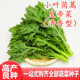 包邮 小叶茼蒿种子皇帝菜种籽光杆蔬菜多次采收庭院阳台四季 高产