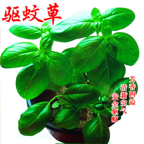 大叶驱蚊草种子香草种籽奇趣植物花卉绿植四季蔬菜阳台盆栽包邮