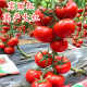 大红西红柿种子番茄种籽番茄苗抗病高产蔬菜苗子嫁接苗 宝丽红 包邮