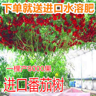 番茄树种子 辣椒树 茄子树 苦瓜树西瓜树黄瓜树 特色景观蔬菜包邮