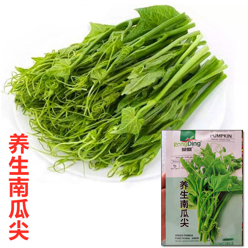 南瓜尖种子养生倭瓜尖种籽南瓜藤叶番瓜尖南瓜头特色蔬菜四季包邮