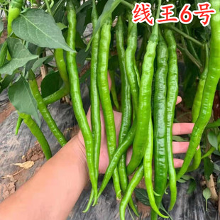 线椒种子辣椒苗线椒种籽薄皮软皮辣椒尖椒辣味浓产量高线王6号