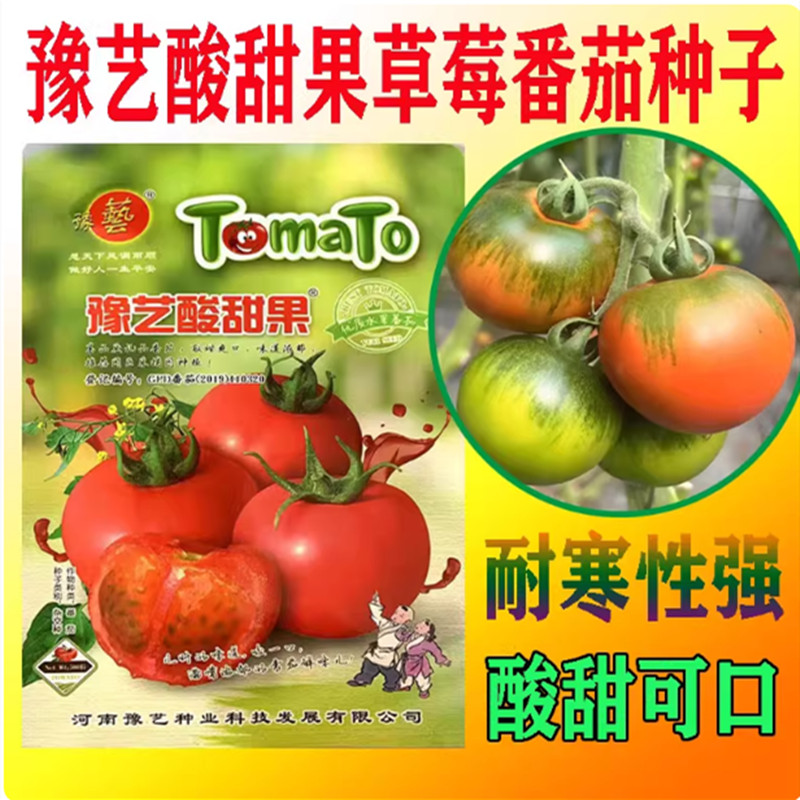 豫艺酸甜果草莓番茄种子铁皮西红柿种籽绿肩绿腚西红柿四季蔬菜籽