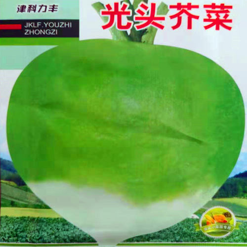 光头芥菜种子 特大辣疙瘩种籽 芥菜种籽 辣菜秋季蔬菜种子 包邮