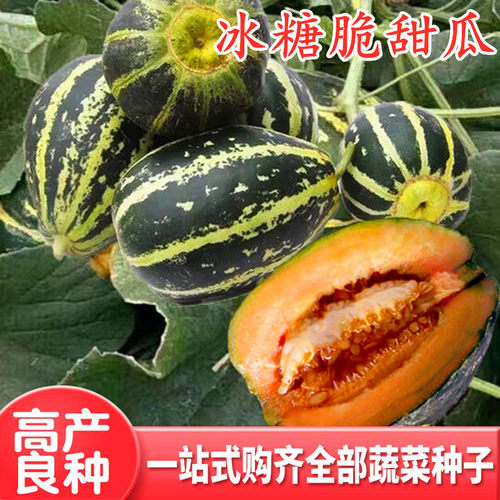 超甜冰糖子甜瓜种子冰糖脆薄皮甜瓜种籽红肉花皮香瓜四季水果包邮