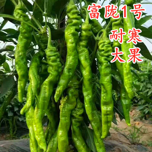 陇椒种子螺丝椒种籽辣椒苗大果超辣薄皮尖椒四季蔬菜秧苗富陇一号
