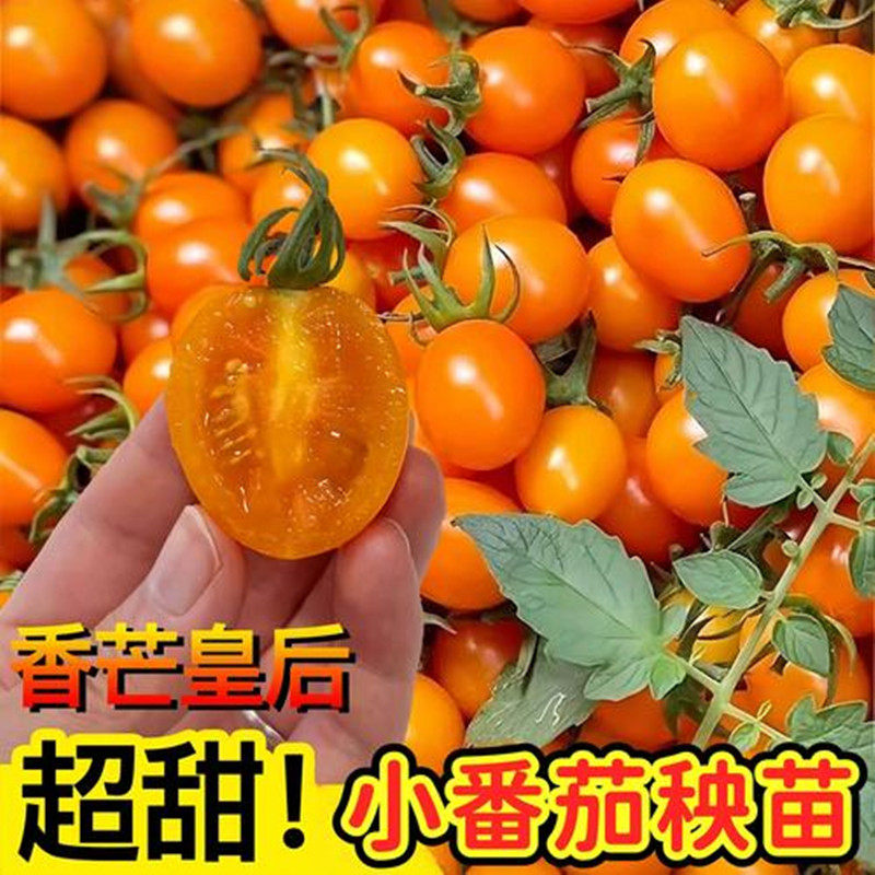 纯甜香芒皇后小番茄种子橙黄色圣女果种籽秧苗子高产甜度高口感好