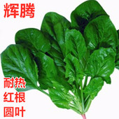 菠菜种子耐热菠菜种子大叶圆叶四季 蔬菜种籽耐热耐抽薹黑绿辉腾