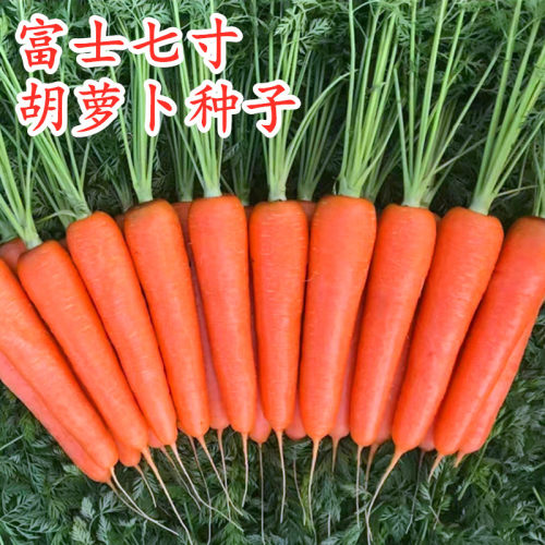 胡萝卜种子七寸参四季高产蔬菜