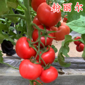 西红柿种子番茄种籽番茄苗四季 蔬菜秧苗子高产大果阳台庭院粉丽尔