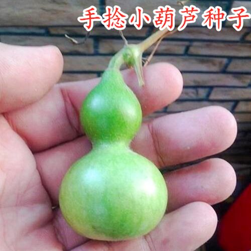 手捻小葫芦文玩葫芦种子