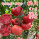 福川大果口感西红柿种籽番茄秧苗子大果沙瓤老品种四季 西红柿种子