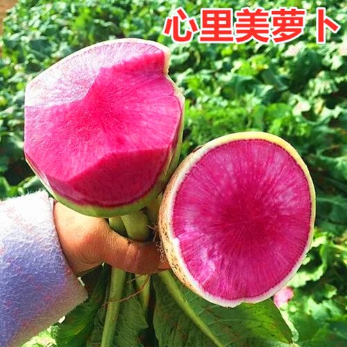 心里美萝卜种子青皮红肉萝卜种籽水果柿饼萝卜四季蔬菜阳台庭院