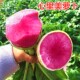 心里美萝卜种子青皮红肉萝卜种籽水果柿饼萝卜四季 蔬菜阳台庭院