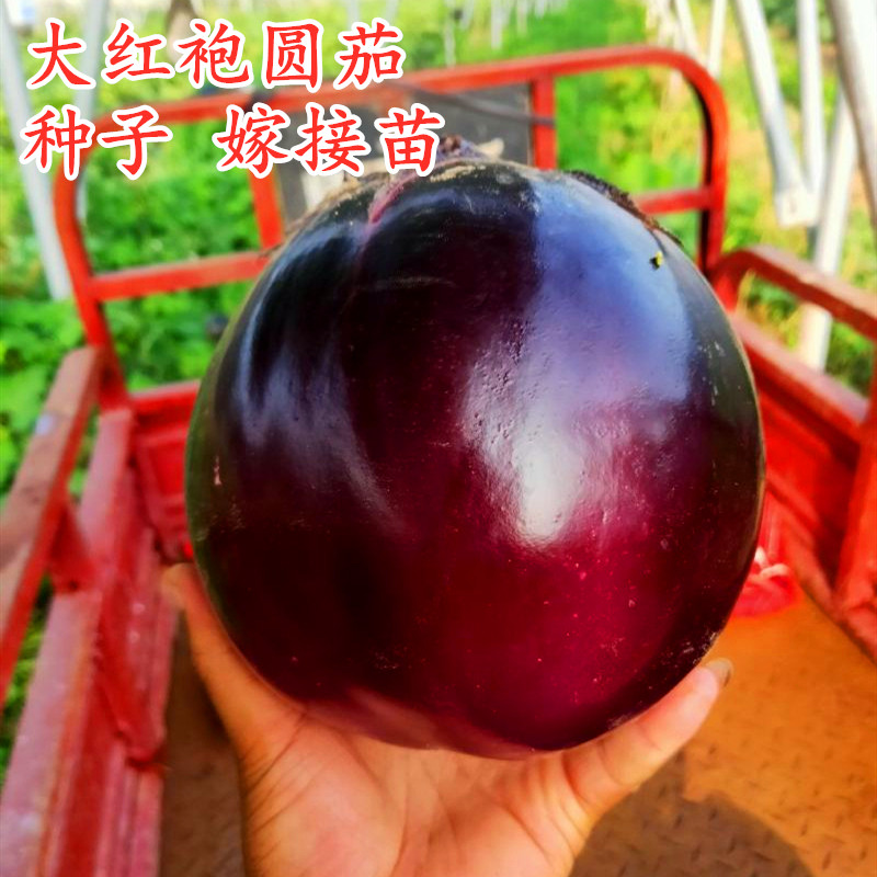 大红袍圆茄种子紫圆茄种籽种苗嫁接茄子苗白肉耐寒耐热四季蔬菜籽