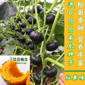 包邮 贝贝南瓜种子迷你小绿南瓜种籽甜板栗粉面糯香甜四季 高产蔬菜